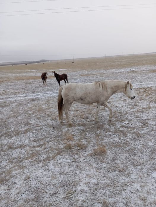 Продам кобылу жерёбую