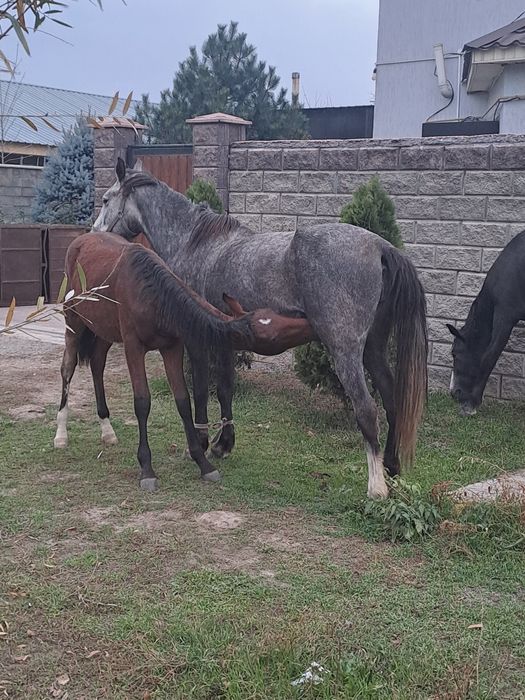 Бие сатылады, продам кобылу.