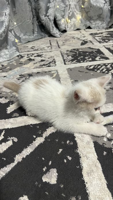 Продам Котёнка!!