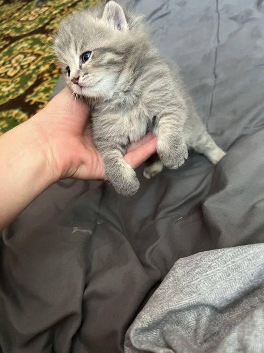 Продаються котята