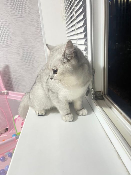 Британский кот , 6 месяцев