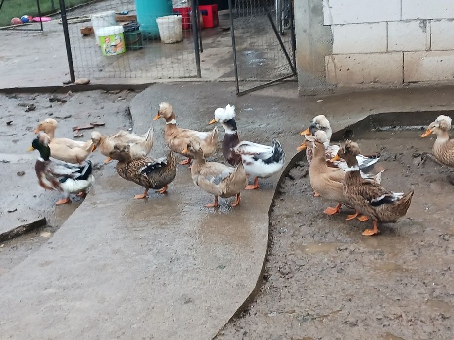 Rate românești moțate