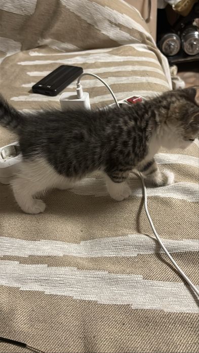 Котята девочки Домашние
