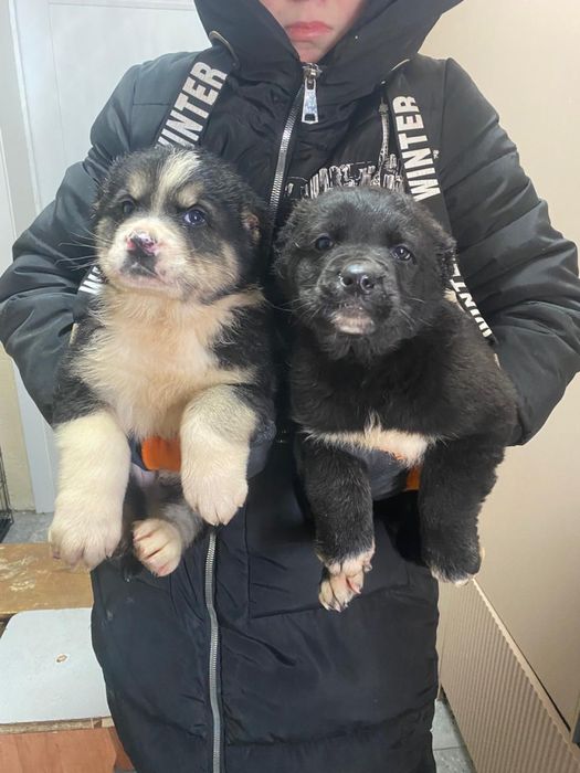 Щенки алабая шикарных кровей