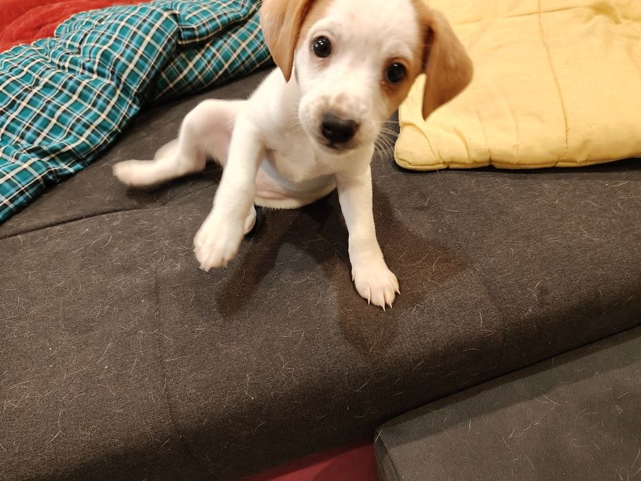 Мъжко кученце, дребна порода