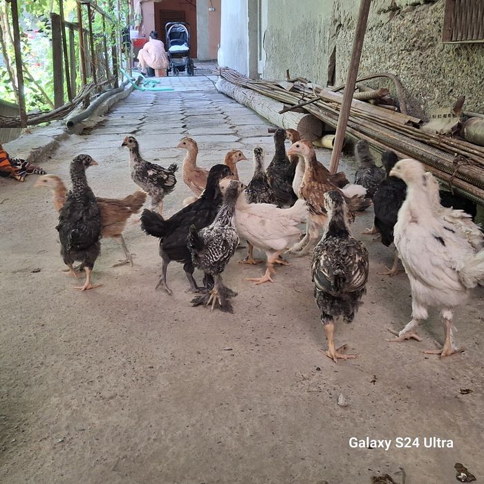 жужа хонаки товук