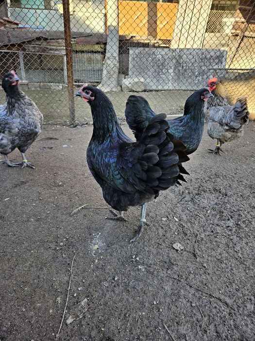 Оплодени яйца от австралорп