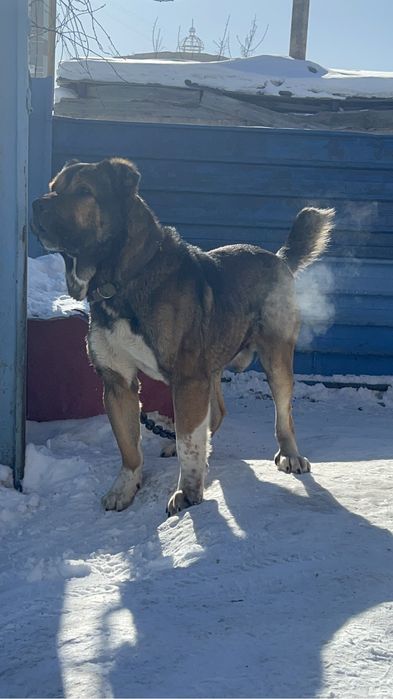 На вязку кобели сао. Кв.