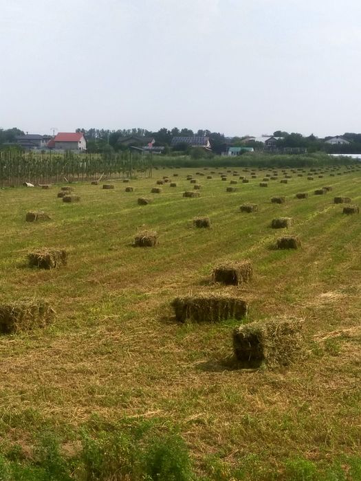 Vând lucernă nouă 13  lei , 300 baloți disponibili .La noiembrie 25lei/balot