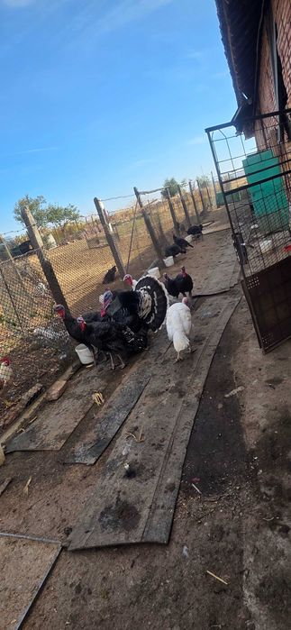 Селскостопански животни