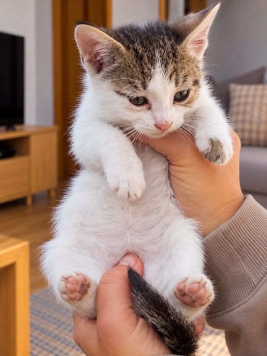 Pisoi dragalasi 8 saptamani