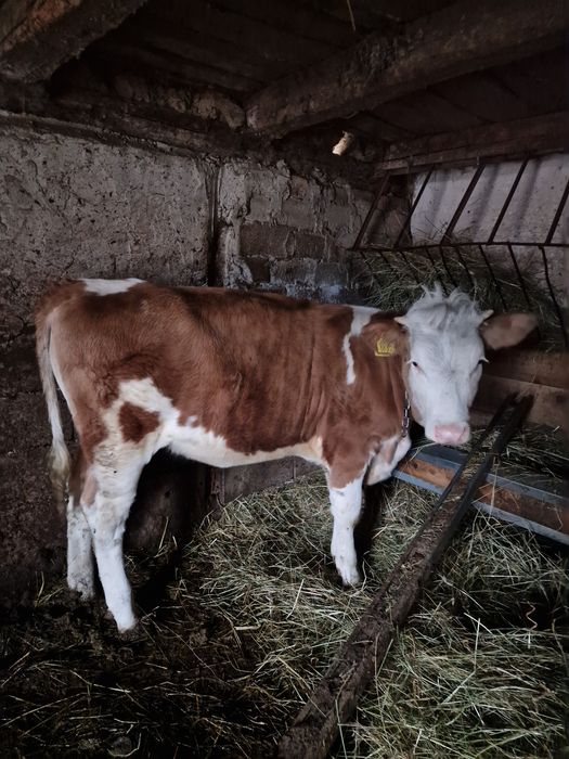 Vând Vitea de 6 luni