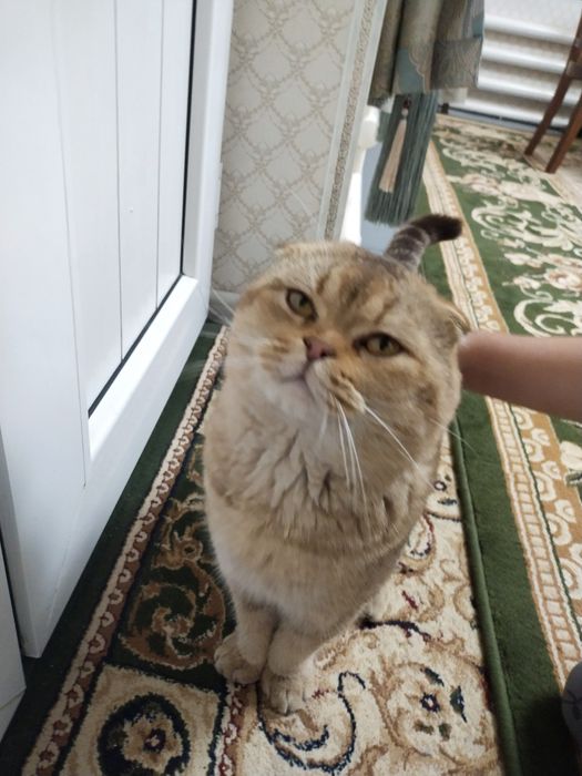 Scotish fold sotiladi