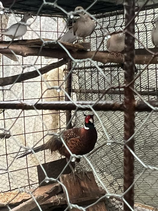 Vand fazan comun mascul