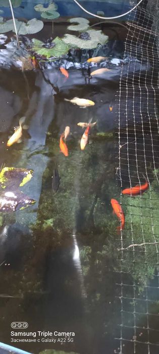 Риби таранка,златни и Кои, изграждане на градински езерца