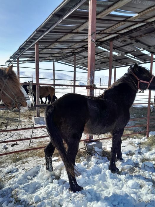 Айғыр сатылады саудасы бар