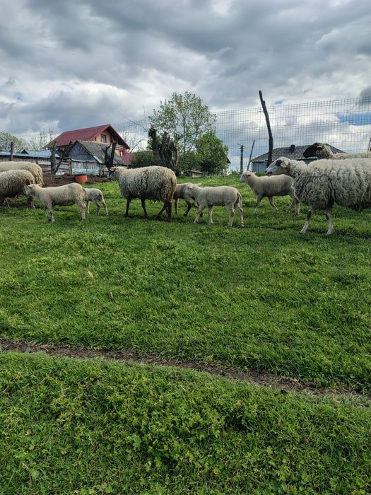 De vânzare mieluțe