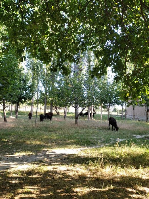 Продается дом 29 соток .Бостанлыкский район таваксай