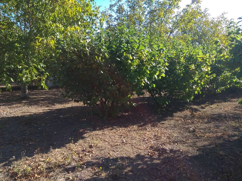 Продава се Земеделски имот в Шумен, Център -  кв.м за 3060 €/дка - Снимка #17