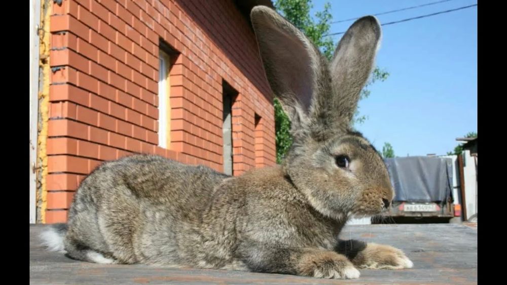 Срочно продаю кроликов великан