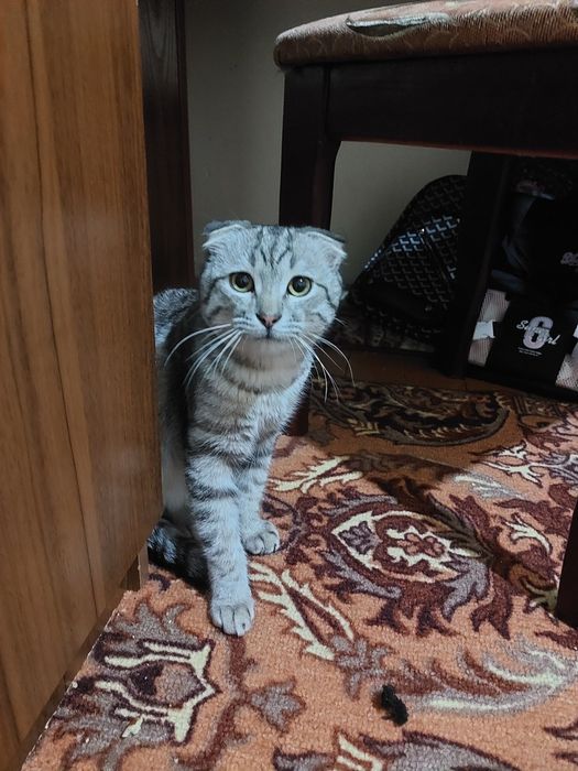 Mushucha kimga kerke boʻsa tel qisin