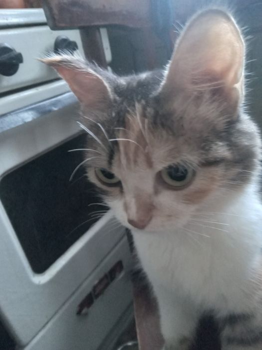 Подарю кошечку и кота.