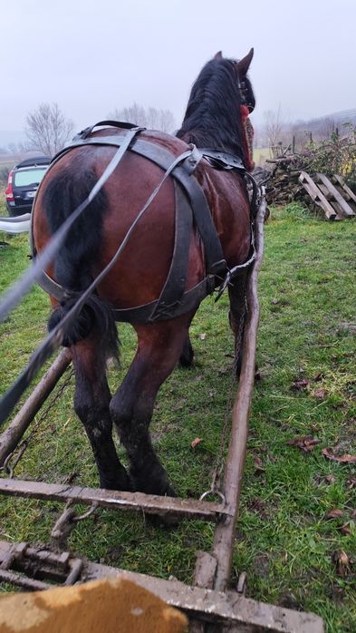 Vând sau schimb armăsar de șase ani e cuminte e blând trage bine