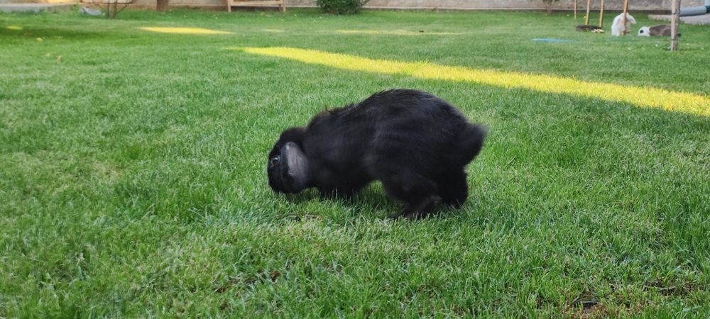 Порода "баран карлик" куён сотилади. Эркак, 6 ойли, соглом.