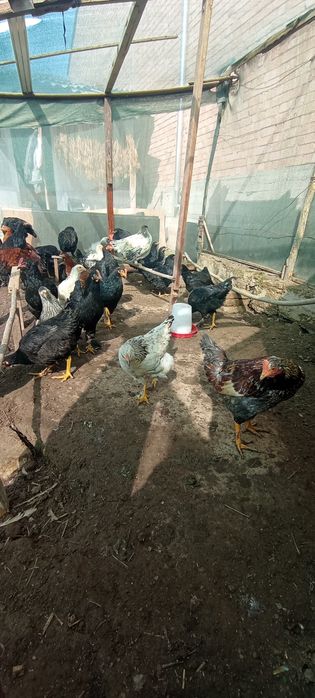 Продаются домашние КУРЫ Кибрай