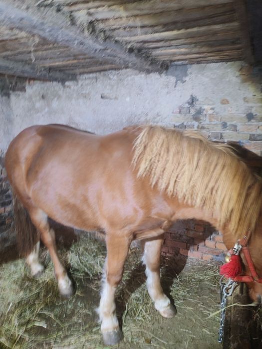 Vând o mânza de un an și 5 luni