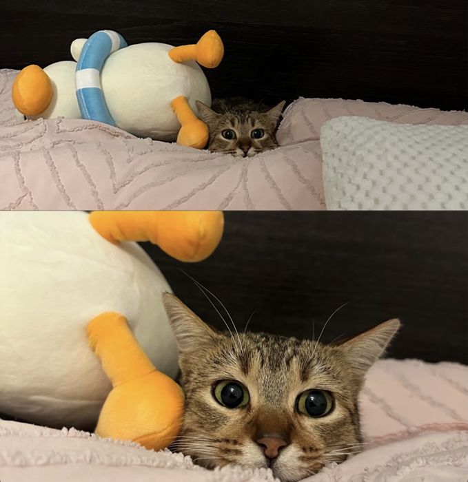 Pisicuță pentru adoptie