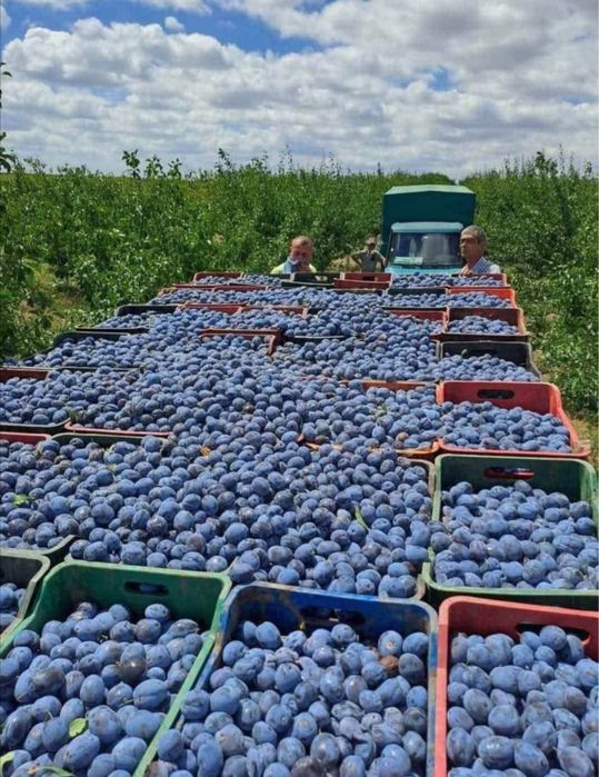 Vand prune pentru tuica