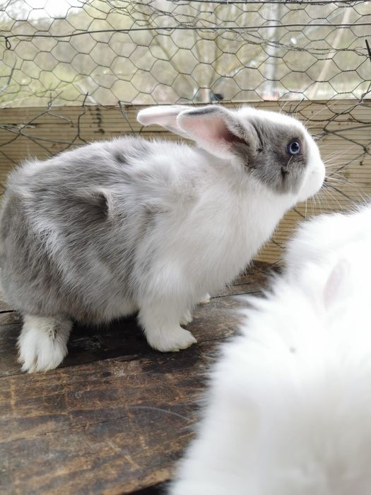 Iepurași de vânzare.