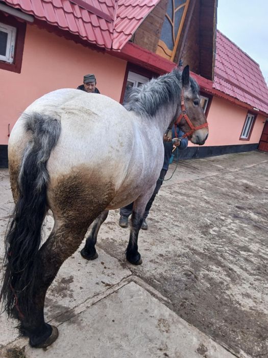 Manza de vânzare 1an jumate