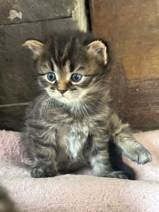 Котята ищут хозяина.