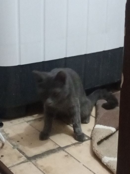 Tekinga beriladi hadiyaga