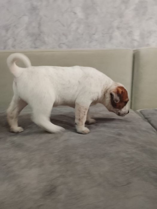 Большой выбор щенков Дворянины