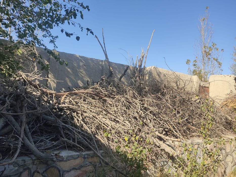 Tarasha,Saksaullar sotiladi