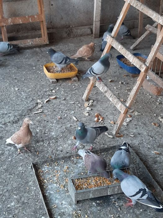 Vánd porumbei  voiajori  puii  urgent