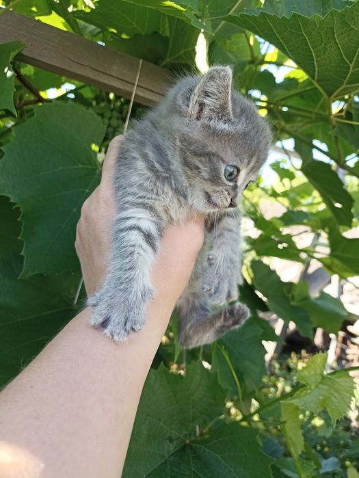 Продам котят 1000