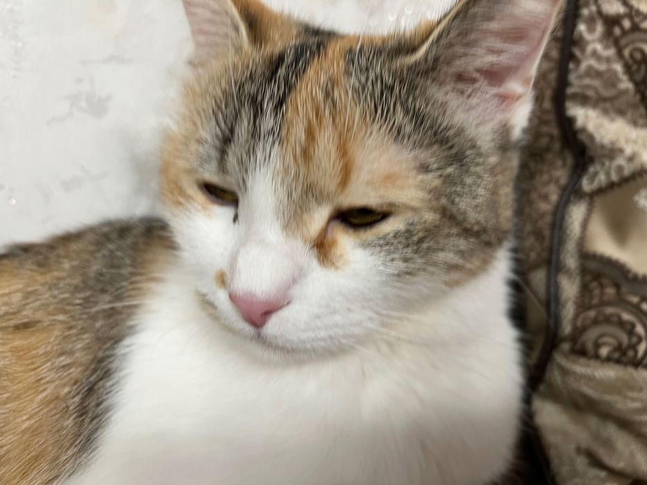 Кошечка ласковая