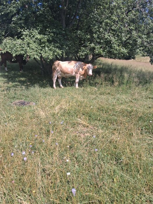 Vaca de vanzare!!