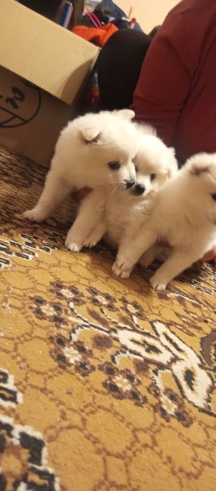 Мини шпиц померан много игриви