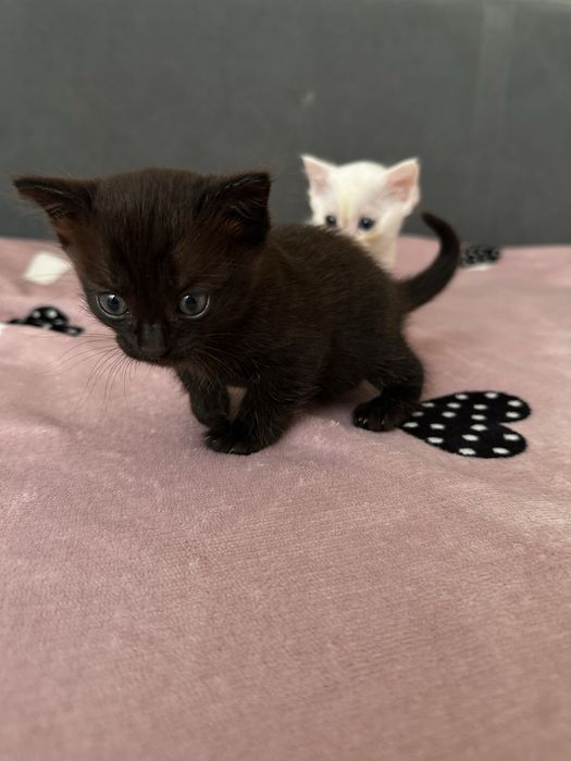 Отдам котят в добрые руки