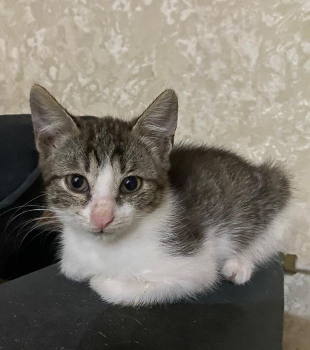 отдам котят малышей в добрые руки