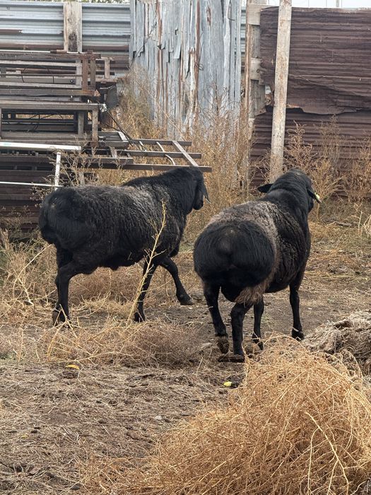 Кошкары гисарской и едолбайской пароды