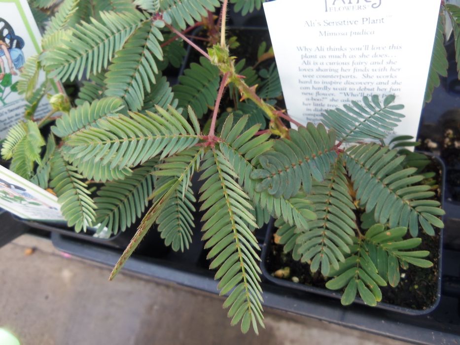 20 Semințe Mimosa Pudica – Planta Sensibilă care își strânge frunzele instant la atingere