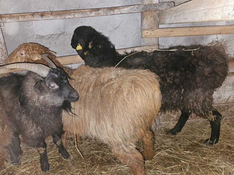 Обменяю жирных баранов