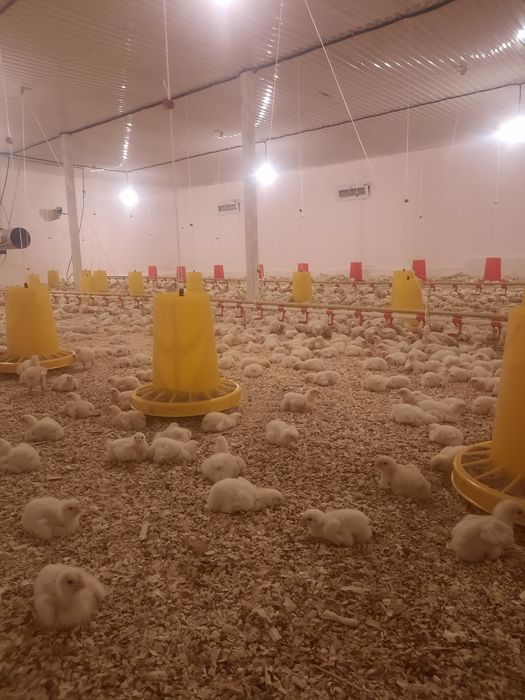 Бройлерные цыплята