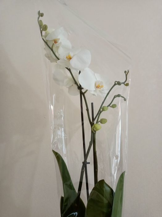 Королевские орхидеи